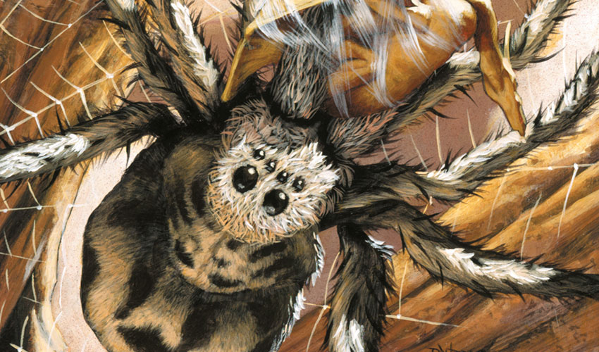 Aranha Gigante | Arte de: Randy Gallegos